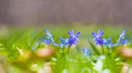 closeup heap of wild blue snowdrop flowers on spring forest glade © Yuriy Kulik