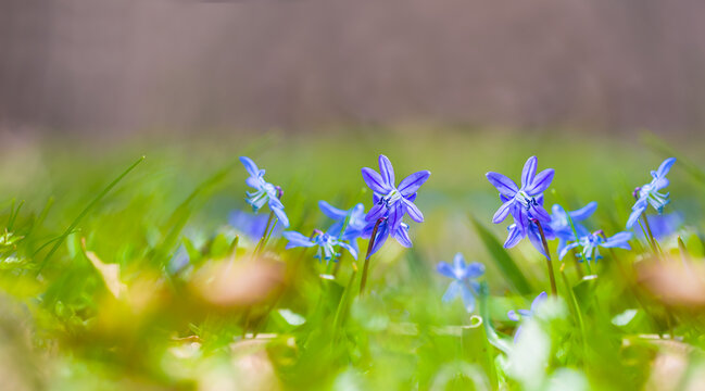 closeup heap of wild blue snowdrop flowers on spring forest glade