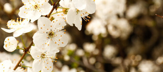 A blooming cherry branch on a dark background on a sunny day © Muli4ka
