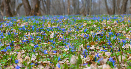 closeup spring forest glade covered by a flowerd © Yuriy Kulik