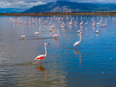 Flamingos Drone Photo, Afyonkarahisar Turkiye (Turkey)