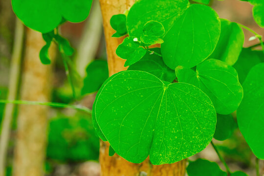 Bauhinia petersiana plant leaves with distinctive bilobed, heart-like shape. Green foliage