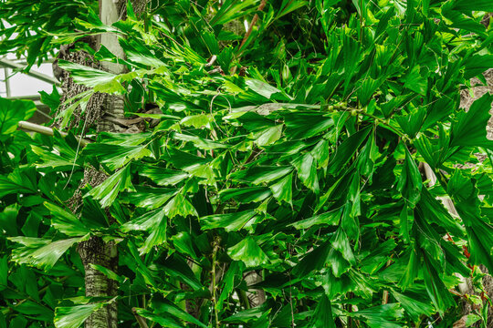 Caryota palm leaves with unique fishtail shape. Detailed foliage with jagged edges on thin stem