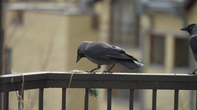 Two jackdaws perched on railing in soft urban light
