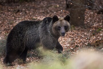 Obraz premium Brown Bear In Autumn Forest Turning Head Among Fallen Leaves Wildlife Portrait In Natural Habitat. Romania,Transylvania.