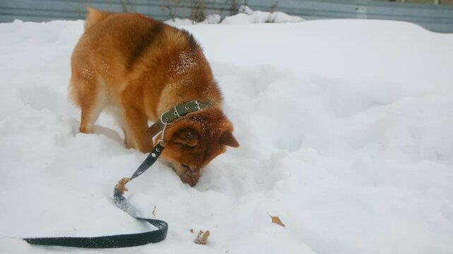 Cute reddish brown shiba inu on leash playfully digging, burying its nose in fresh, deep snow, curiously searching something during cold winter day walk in park. Curious shiba inu dog digging in snow