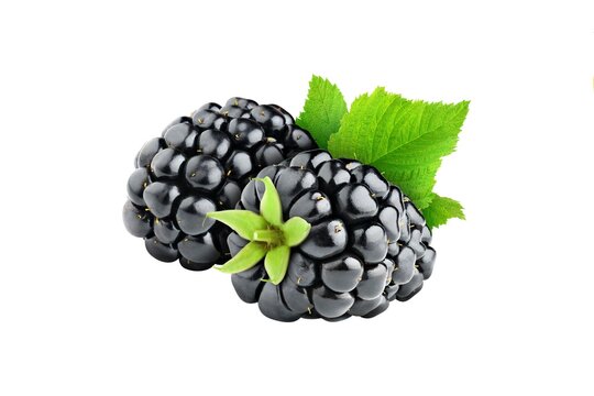 blackberry on white background