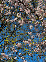 Soft pink cherry blossoms blooming against clear blue sky. Beautiful spring day with fresh green tree foliage in background. Vertical photography.