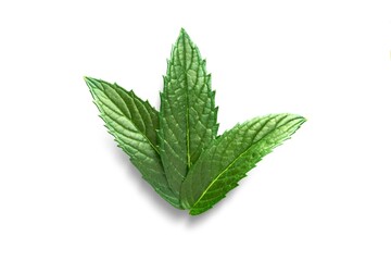 mint leaf isolated on white background © Atep