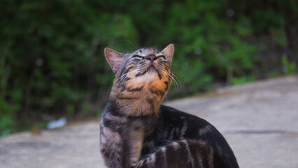Fototapeta premium Alert Tabby Cat with Ears Back Looking Sideways Outdoors