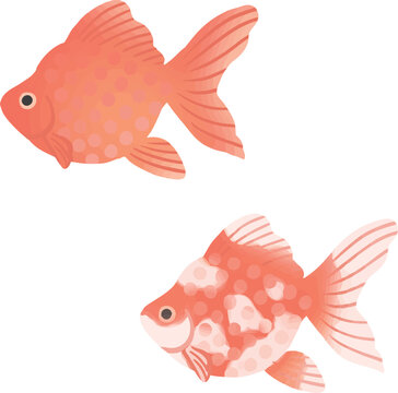 Ryukin Goldfish Vector Flat Illustration | 琉金の金魚イラスト 和風観賞魚素材