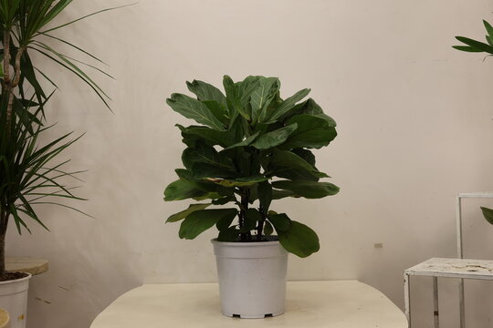 fiori italiani
