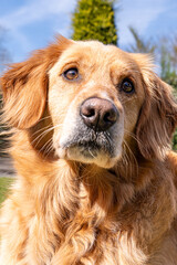 Obraz premium Golden retriever dog lying on green grass in a sunny garden, looking upward with a calm and attentive expression. 