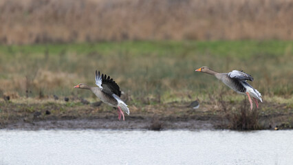Obraz premium Greylag Geese (Anser anser) Landing on Water