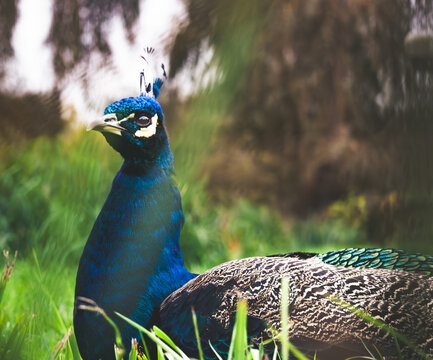 Pfau im Vogelpark Niendorf