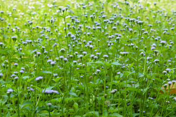 A stretch of Bandotan wildflowers (Ageratum conyzoides) growing abundantly in the green meadow © Hendri