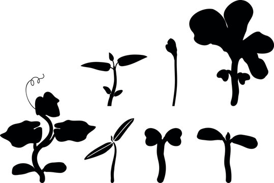 Set of plant seedling silhouettes: growth stages of young sprouts and vegetable plants, botanical outlines
