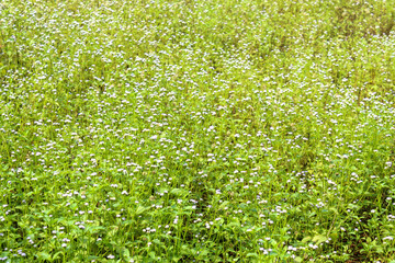 A stretch of Bandotan wildflowers (Ageratum conyzoides) growing abundantly in the green meadow © Hendri