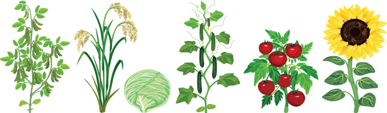 Collection of agricultural crop plants: soybean, rice, cabbage, cucumber, tomato and sunflower with green leaves and fruits
