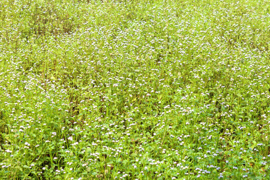 A stretch of Bandotan wildflowers (Ageratum conyzoides) growing abundantly in the green meadow