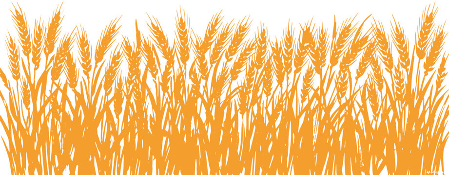 Wheat ears border pattern showing orange grain stalks for agricultural harvest background.