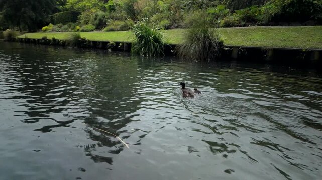 Duck And Ducklings Swimming Beside Boat