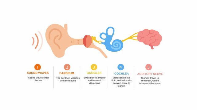 How Hearing Works Infographic with Ear Anatomy and Sound Process. Educational Animation  illustrating human hearing Steps or system.  sound waves through the ear. 