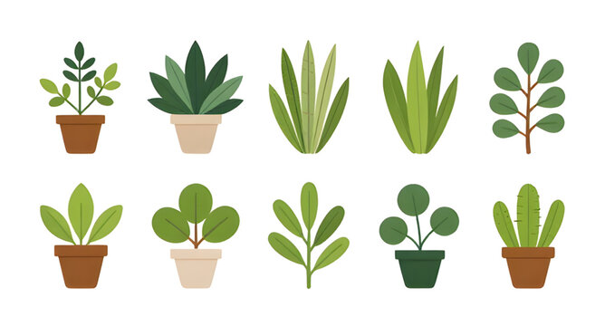 plant, plants, pot, potted, flowerpot, planter, foliage, leaf, leaves, greenery, nature, indoor, outdoor, garden, gardening, decor, home, houseplant, botanical, eco, natural, fresh, growth, green, spr