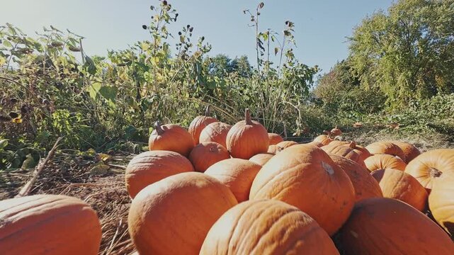 Magical misty morning on an autumn pumpkin patch farm in Nova Scotia, Canada. Hundreds of orange pumpkins ready for Halloween, red tractor and sunflowers in background under soft golden sunrise light