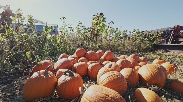 Beautiful autumn sunrise over a pumpkin patch in Nova Scotia, Canada. Rows of ripe pumpkins, vibrant sunflowers and a classic red tractor create a perfect Halloween farm scene in morning mist 4K
