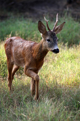 Obraz premium Young deer in the woods