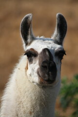 White alpaca portrait © Alex