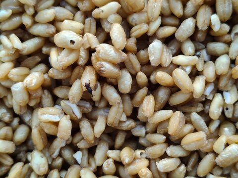 wheat weevil Sitophilus granarius beetles on damaged grain.