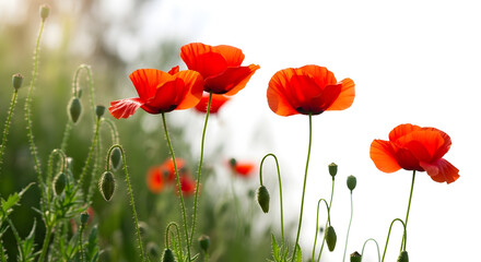 Naklejka premium Vibrant red poppies with green stems and buds on white background