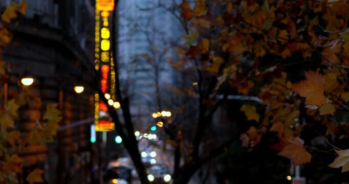 Autumn night view of the Bund in Shanghai and the red leaves of the sycamore trees