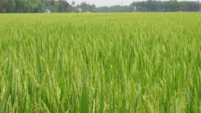 Green Rice Field with Grain Formation Stage