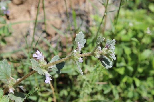 Ajuga decumbens, Bugleweed or Lallemantia royleana
