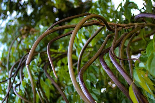 the seed pods of a China Doll tree (Radermachera sinica), long, slender, and twisted, often described as resembling hanging snakes or serpents. abstract background.