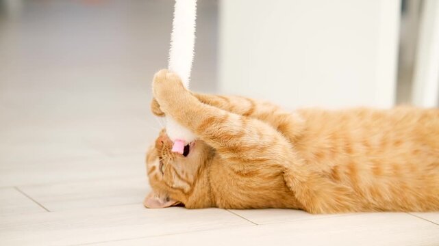 Ginger tabby cat play with cat toy at home with white interior. Healthy joyful active cat. Pets care. Red cat for advertisement. Cat`s game and leisure. Feline adventure.