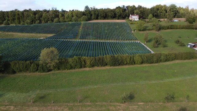 Weinanbau am Sempachersee