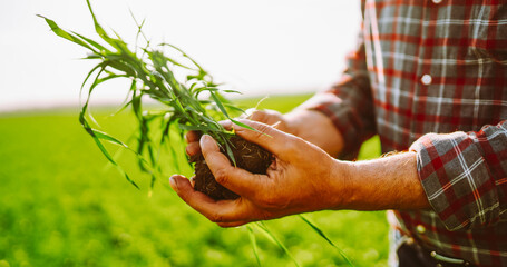 A person stands in a field and holds a green plant with roots in their hands. The sun shines brightly and the scenery shows a vast area of cultivated land. © maxbelchenko