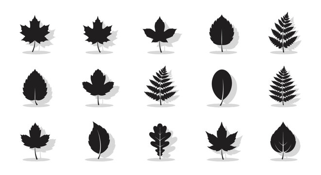 Collection of various leaf shapes.