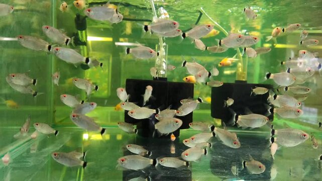 4K Video of Red Eye Tetras in Aquarium Shop Ready for Sale, Cinematic Underwater Footage Featuring Schooling Fish Behavior, Retail Display Tanks, Aquatic Livestock and Pet Store Environment Concept