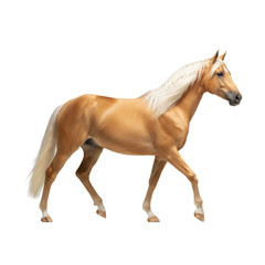Obraz premium majestic adult palomino horse with brilliant golden coat and flowing platinum mane, captured in a noble profile pose on a sterile gray studio background, powerful equestrian elegance concept