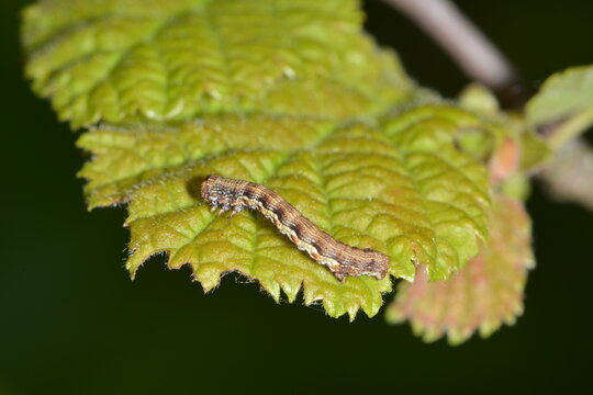 Gro&szlig;e Frostspanner,  Erannis defoliaria,  Raupe