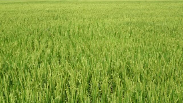 Lush Green Rice Field with Ripening Grain
