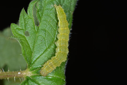 Heidelbeer-Schnabeleule, Hypena crassalis
