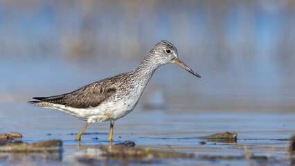 Tringa nebularia taken at lakeside. © Mehmet