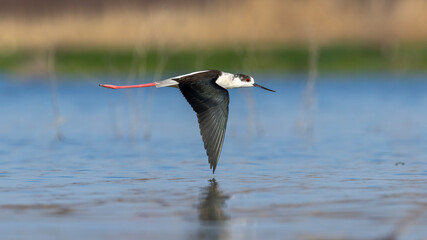 Fototapeta premium Black-winged Stilt captured in flight.