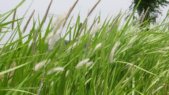 Tall Green Cogongrass with White Feathery Seed Heads